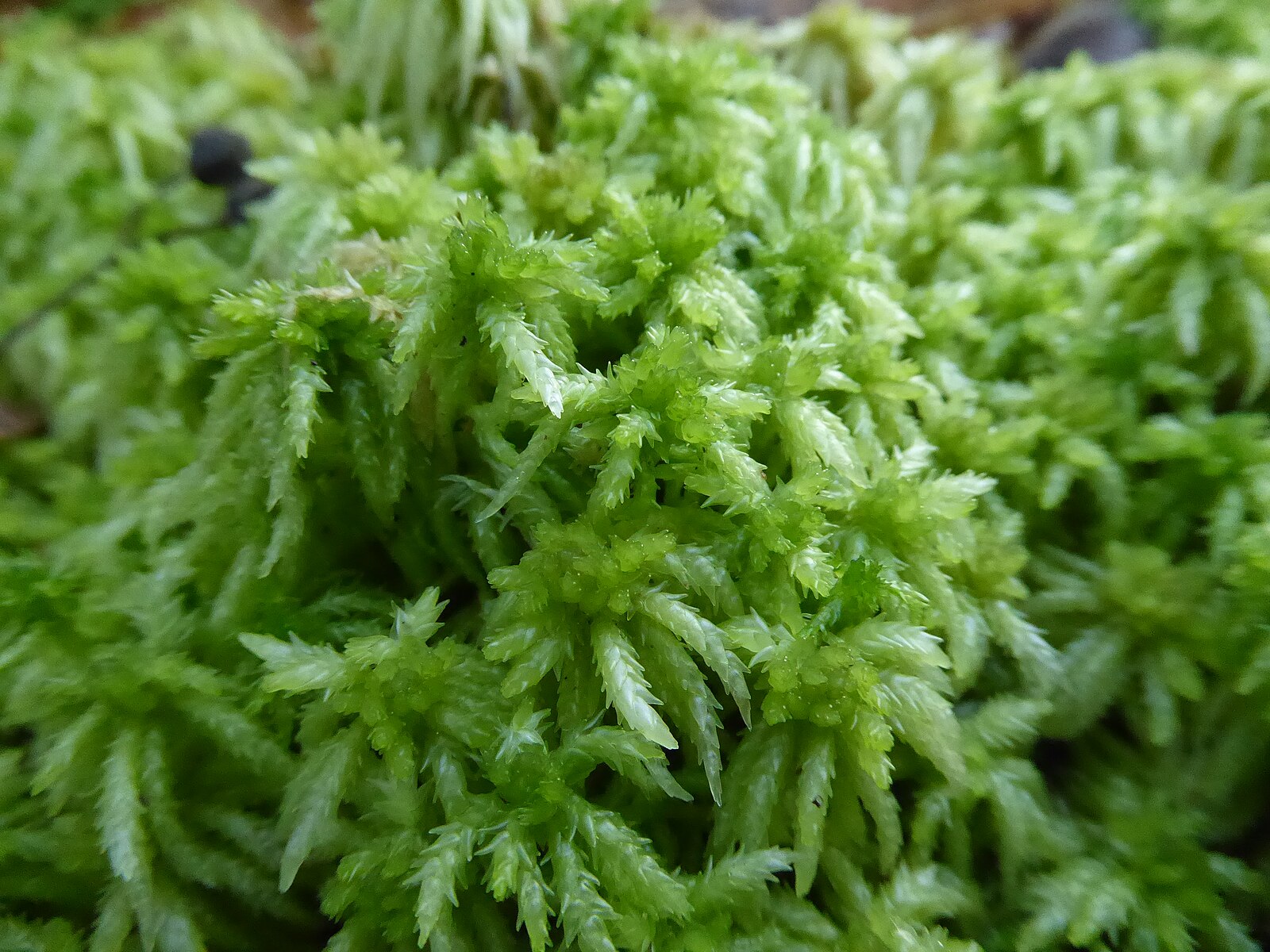 Sphagnum moss